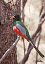 Trogon elegans